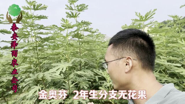 2年生带分支金傲芬无花果苗枝繁叶茂,品种纯正