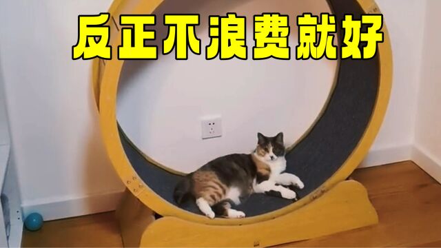 猫:当床也行,反正用上就不浪费