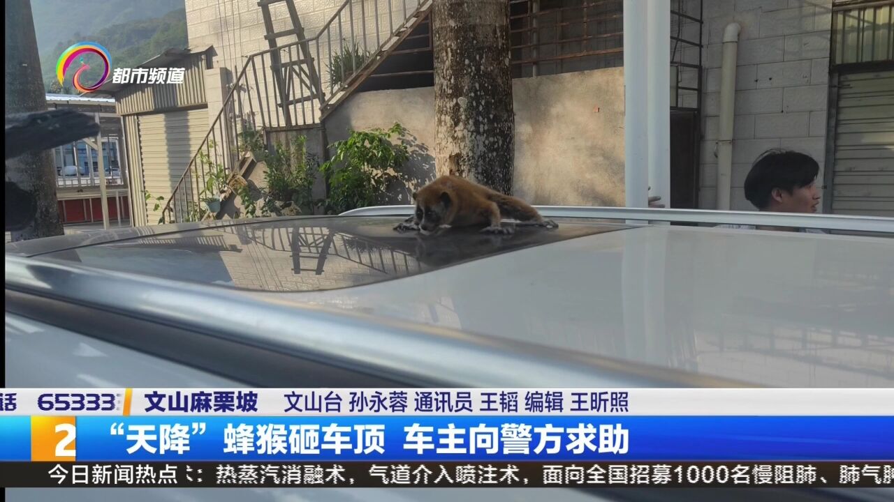 “天降”蜂猴砸车顶 车主向警方求助