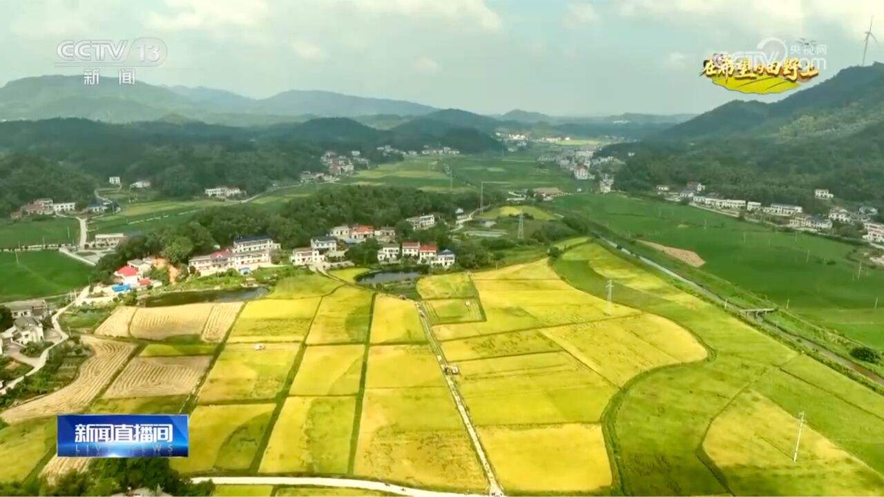 主产区ⷮŠ大粮仓丨稻花“湘”里说丰年