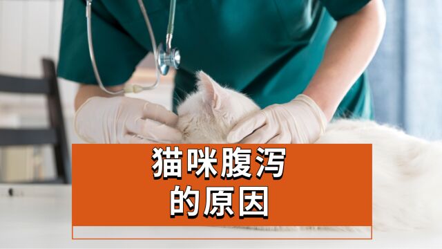 猫咪腹泻的原因,竟然是?!