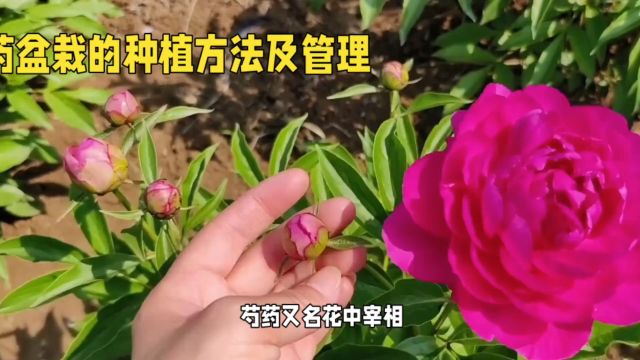 芍药盆栽的种植方法及管理!