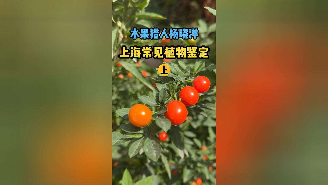 【水果猎人】上海常见植物鉴定(下)