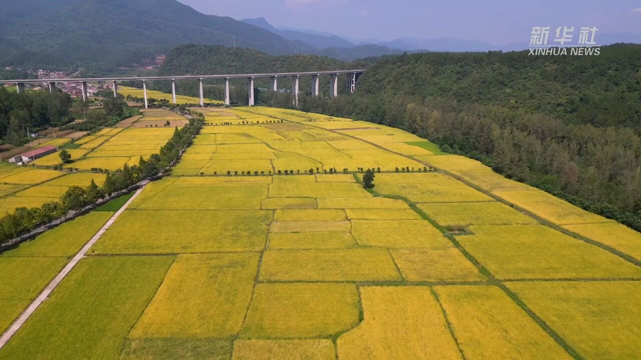 湖北:10万余台收割机迎秋收