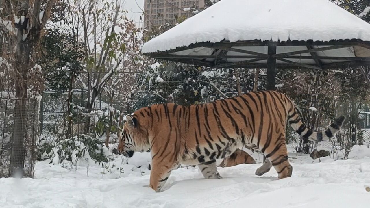 象ⷦš–流 | 雪后探访动物园,哪些动物爱撒欢?