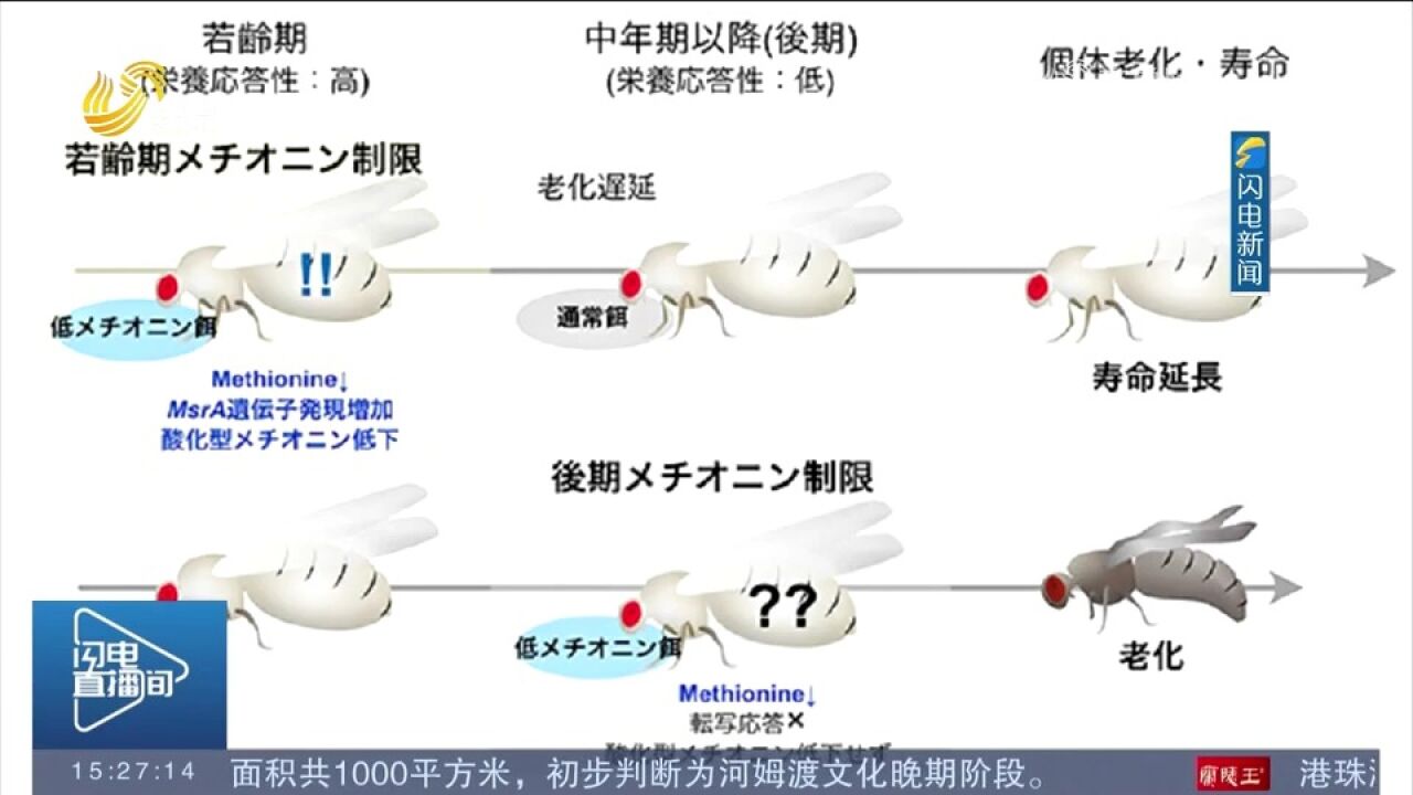 果蝇实验表明,年轻时期控制蛋氨酸摄入,能实现寿命延长