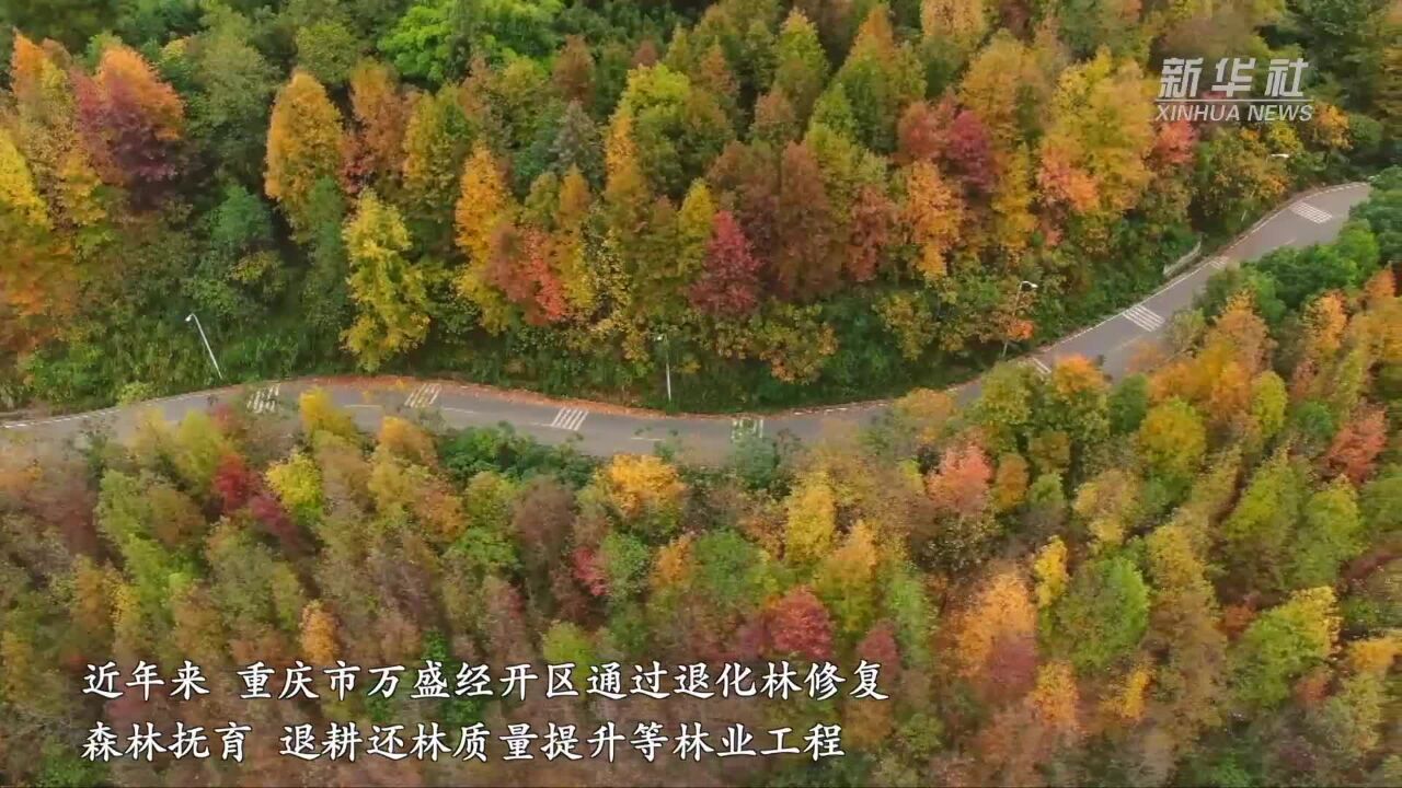 重庆万盛:冬日彩林美景如画