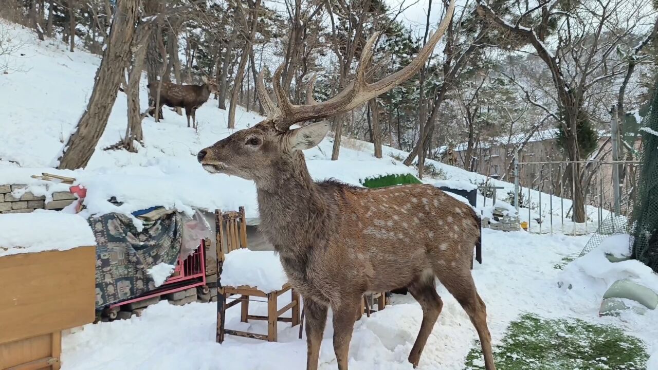 大连野生梅花鹿,冬季也这么可爱