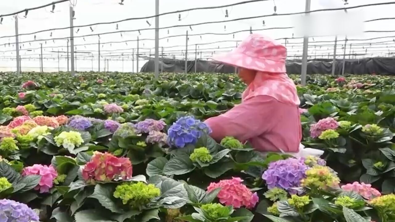 云南:好花卖好价 ,年宵花卉陆续上市