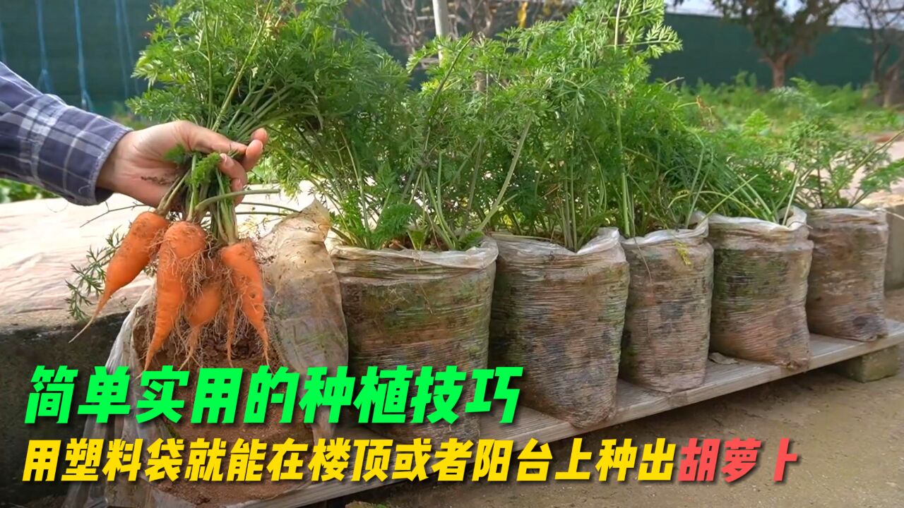 用塑料袋就能在楼顶或者阳台上种出胡萝卜,简单实用的种植技巧