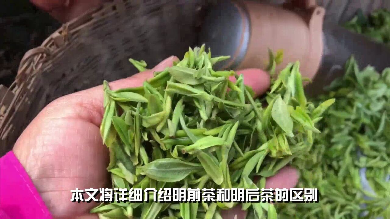 “明前茶”和“明后茶”到底有什么区别?哪种茶更好?一文讲清楚