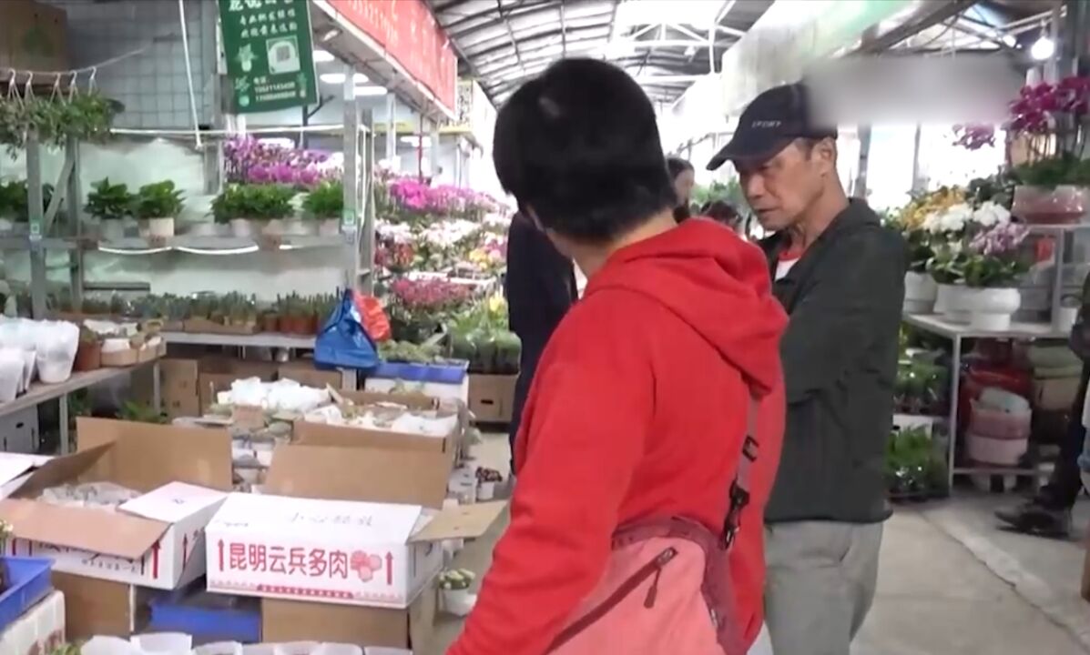 广东广州:年花热销,龙兰花受青睐