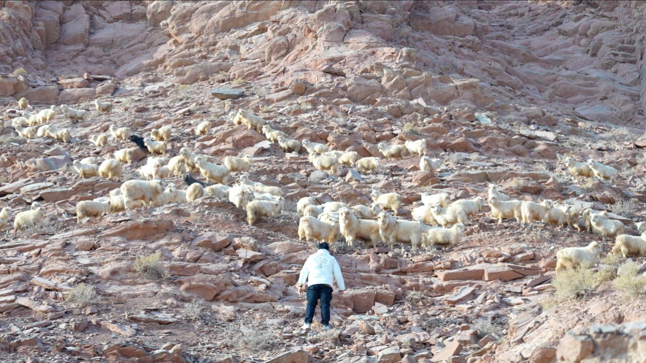 新疆羊肉天花板,柯坪小山羊,配上恰玛古,太香了