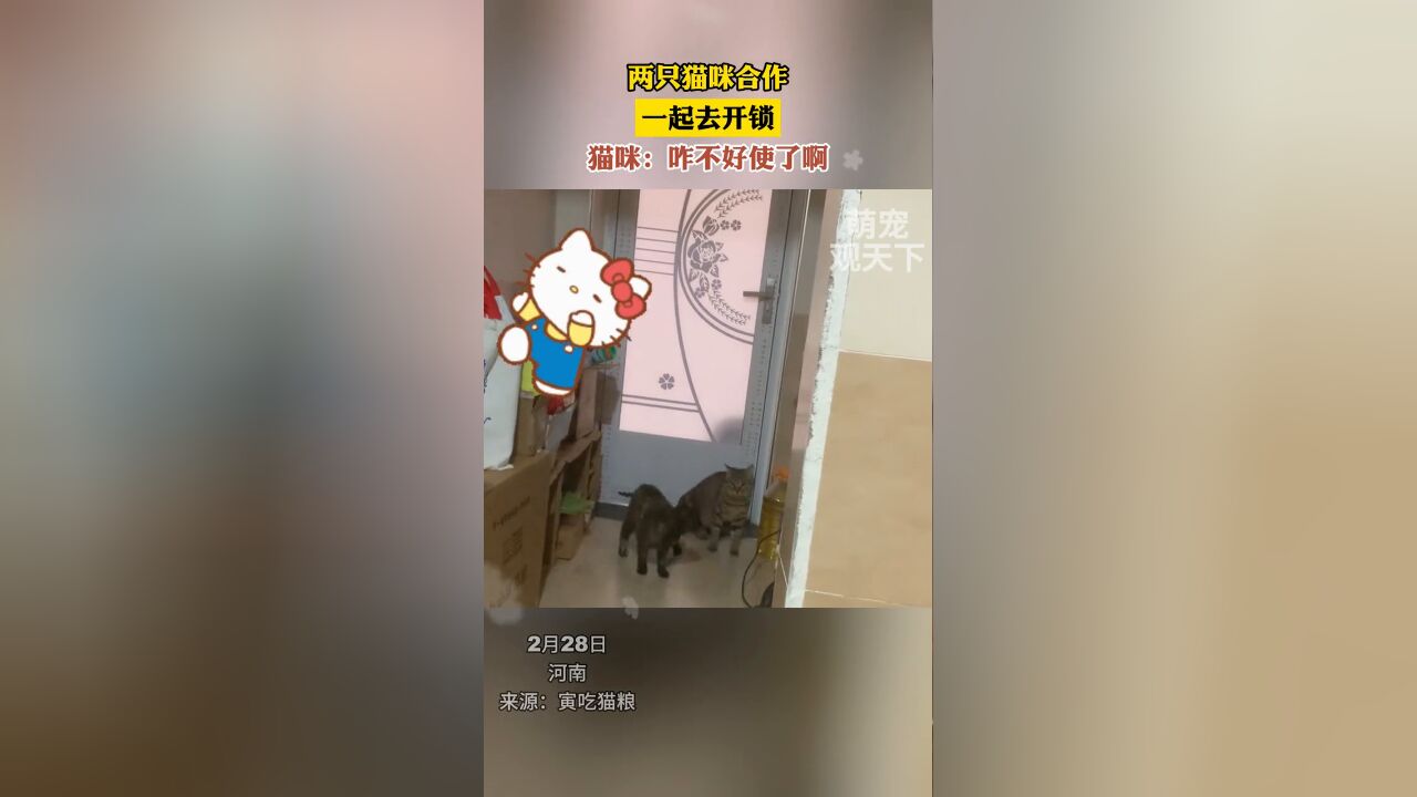 两只猫咪合作,一起去开锁,猫咪:咋不好使了啊