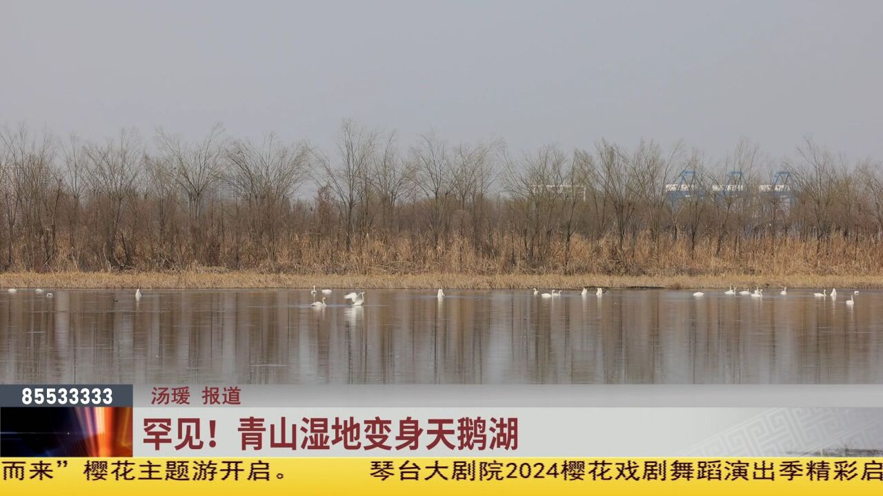 罕见!青山湿地变身天鹅湖