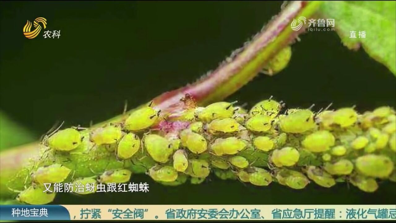 果树发芽害虫苏醒,果园里支起大锅,用“神秘大餐”清除果树虫菌