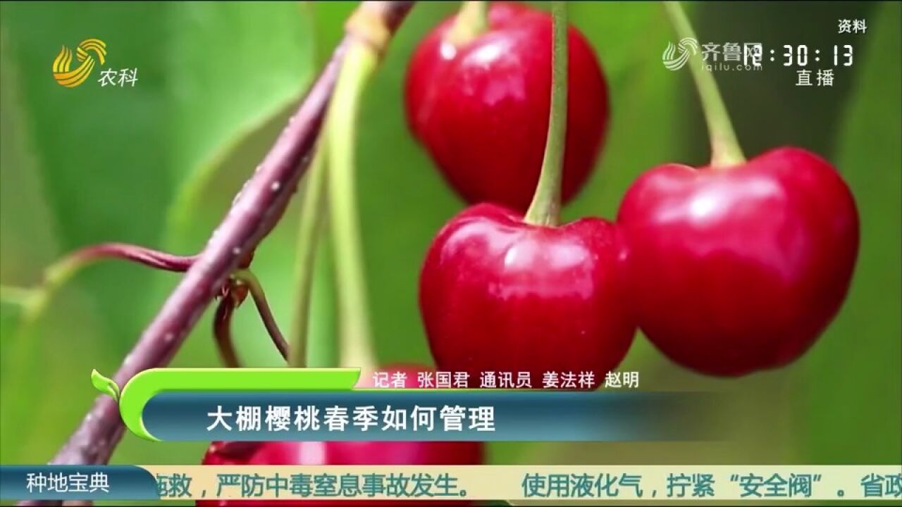 大棚樱桃春季如何管理,有哪些需要注意的事项?农技专家现场指导