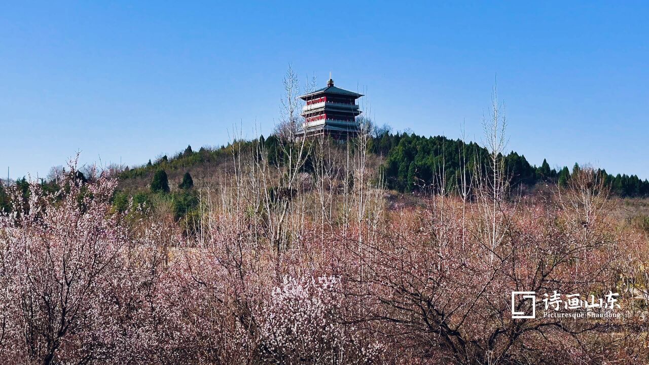 诗画山东丨花红柳绿水潺潺 看枣庄凤鸣公园春意盎然