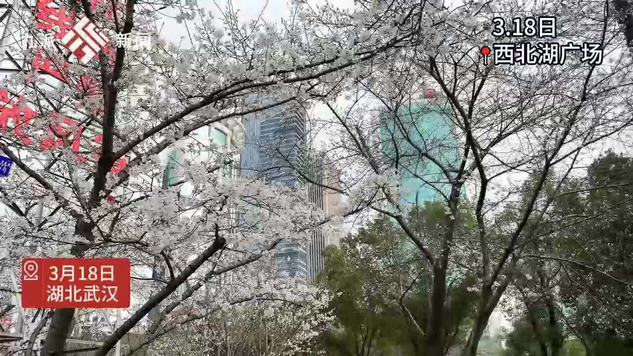 3月18日,一场雨后武汉西北湖的樱花开了