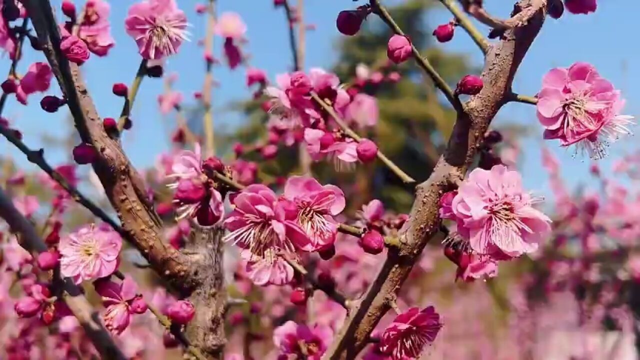 济宁邹城市:春花烂漫护驾山