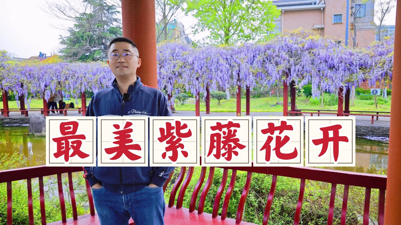 泰州西湖翠苑紫藤花开,当年我的无意宣传,竟让其成为了网红景点