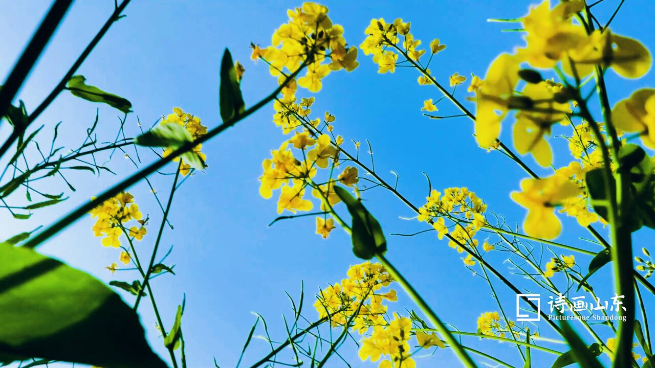 诗画山东丨枣庄薛城:油菜花开春意浓 踏春赏花正当时