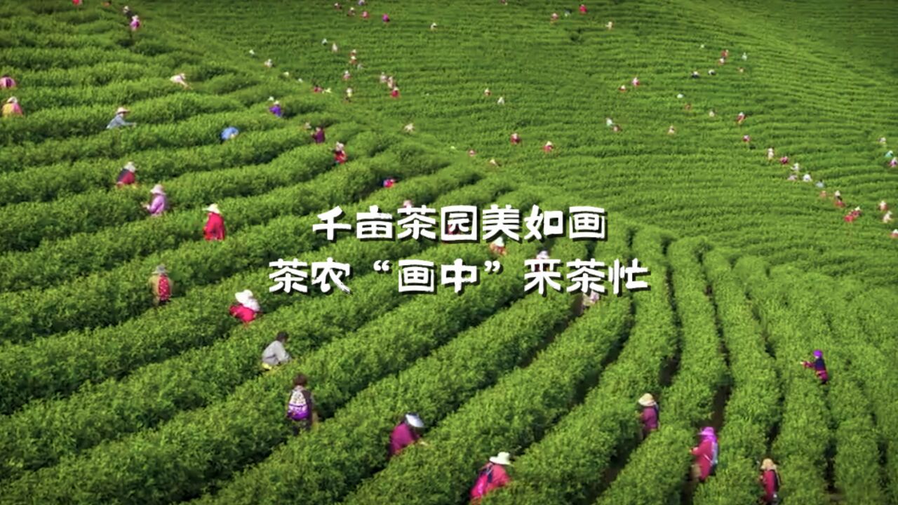 千亩茶园美如画 茶农“画中”采茶忙