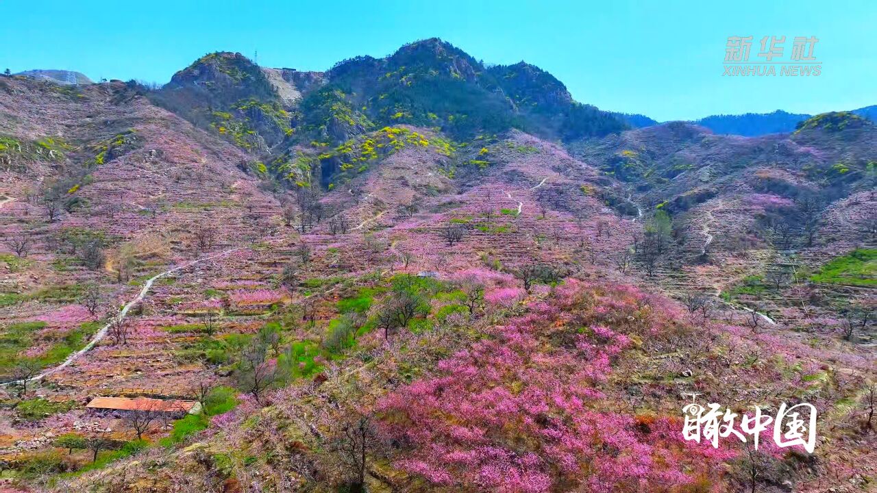 瞰中国丨百花盛开绘春色