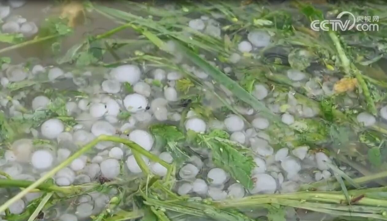 湖南衡阳:暴雨冰雹致油菜早稻受损,救援已展开