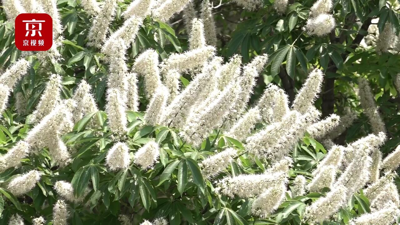 花开如塔!北京市内最古老的七叶树进入盛花期