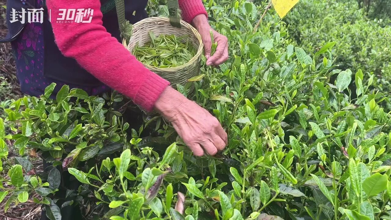 30秒|“凉山茶”走向世界 四川凉山喜德县红茶销往海外