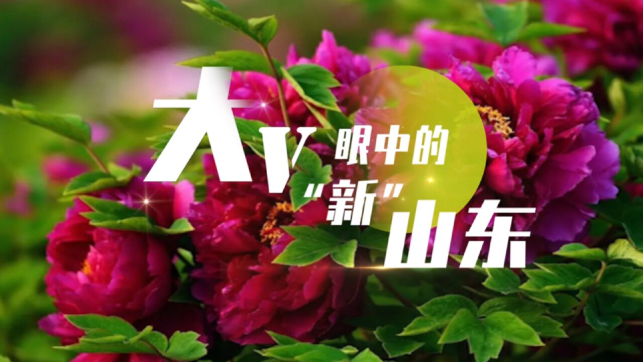 大V眼中的“新”山东|菏泽走出牡丹“花经济”新赛道