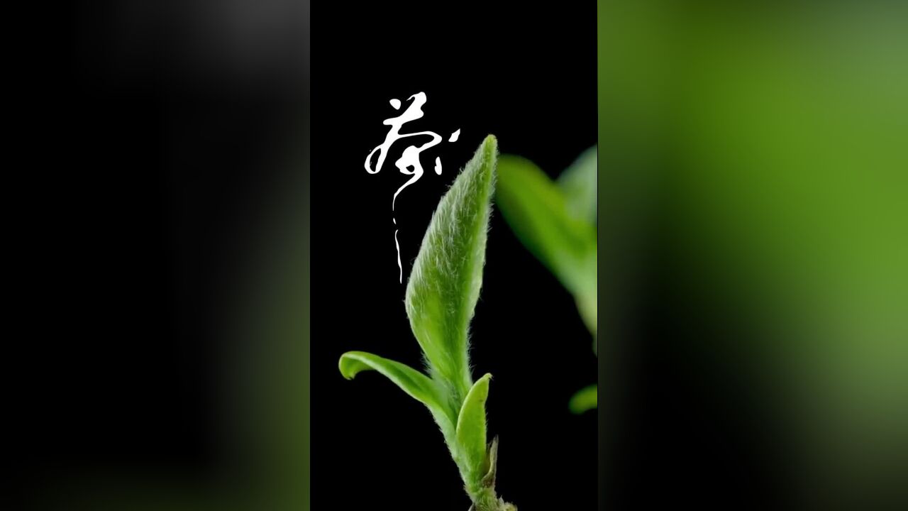 5月21国际茶日!科普中国邀您一起学泡茶,也让世界爱上中国茶