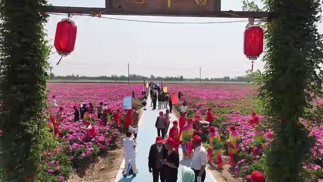 滨州市阳信县洋湖乡:芍药竞芳菲 美景惹人醉