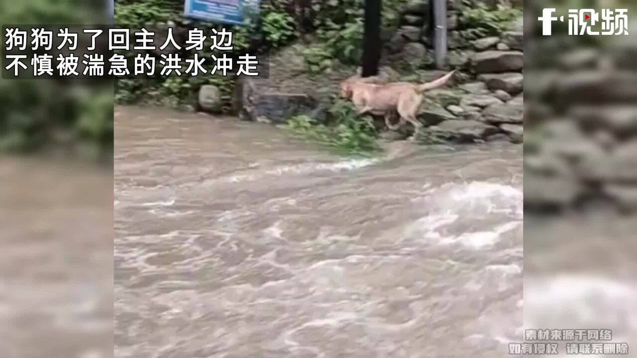 狗狗为回主人身边,被湍急洪水冲走,你若不离不弃我便生死相依