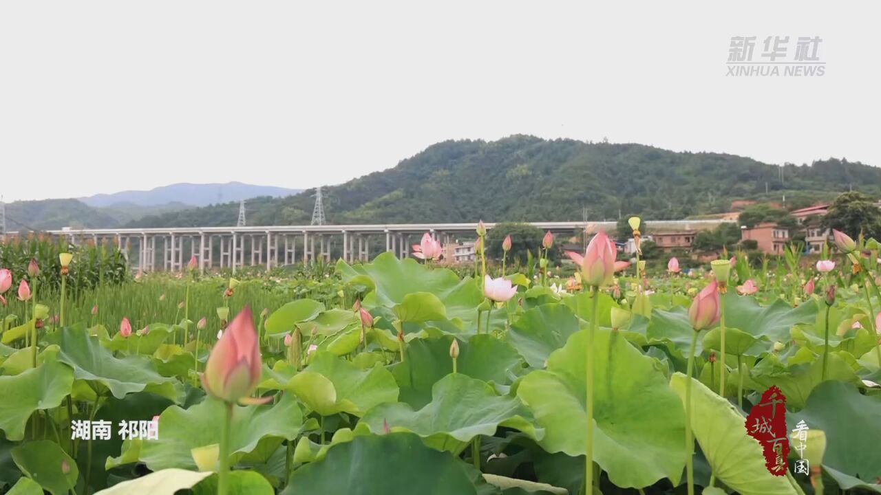 湖南祁阳:荷花盛开的夏日浪漫