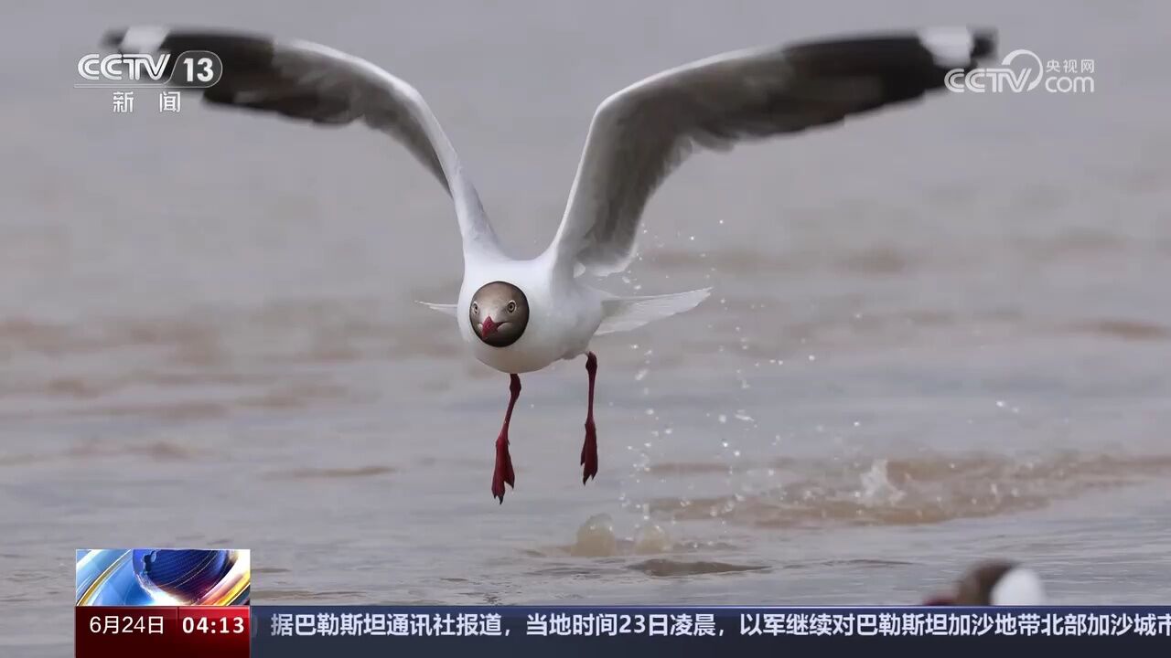 青海 湟鱼洄游精彩瞬间