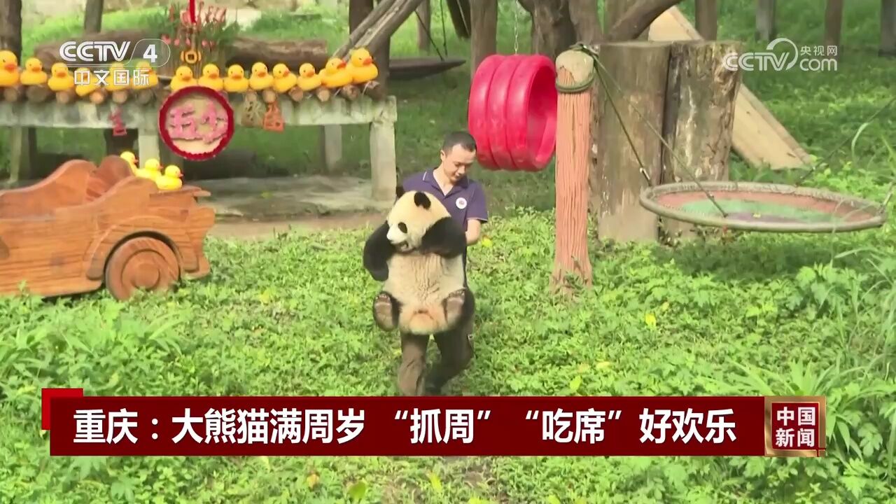 重庆:大熊猫满周岁 “抓周”“吃席”好欢乐