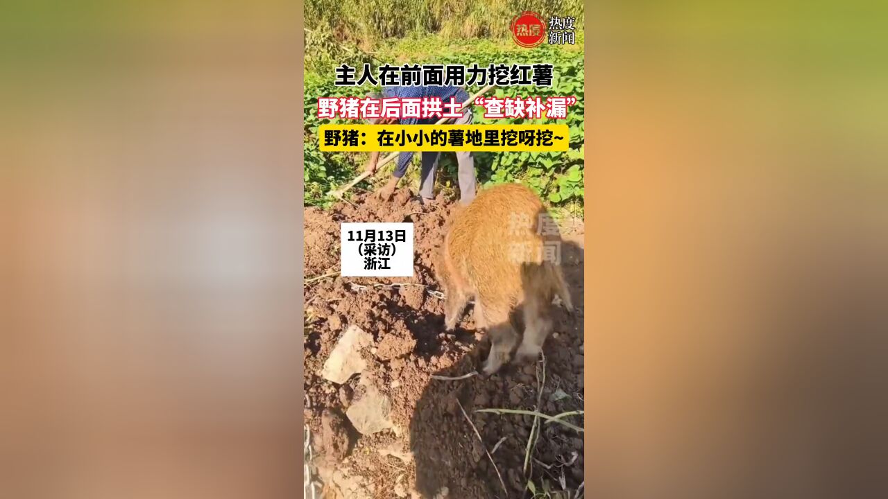 主人在前面用力挖红薯 ,野猪在后面拱土 查缺补漏