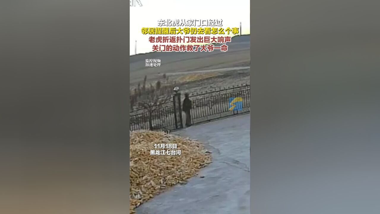 东北虎从家门口经过 邻居提醒后大爷仍去看怎么个事 老虎折返扑门发出巨大响声