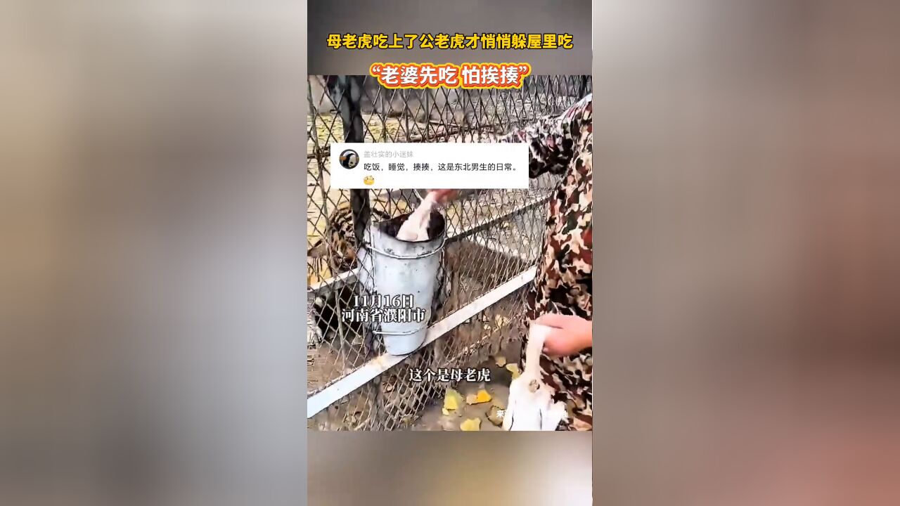 母老虎吃上了公老虎才悄悄躲屋里吃,饲养员:“它害怕,怕挨揍”