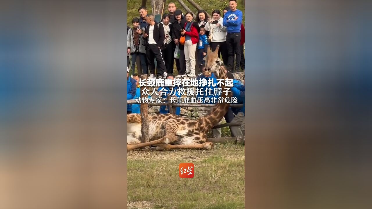 长颈鹿重摔在地挣扎不起 众人合力救援托住脖子 动物专家:长颈鹿血压高非常危险