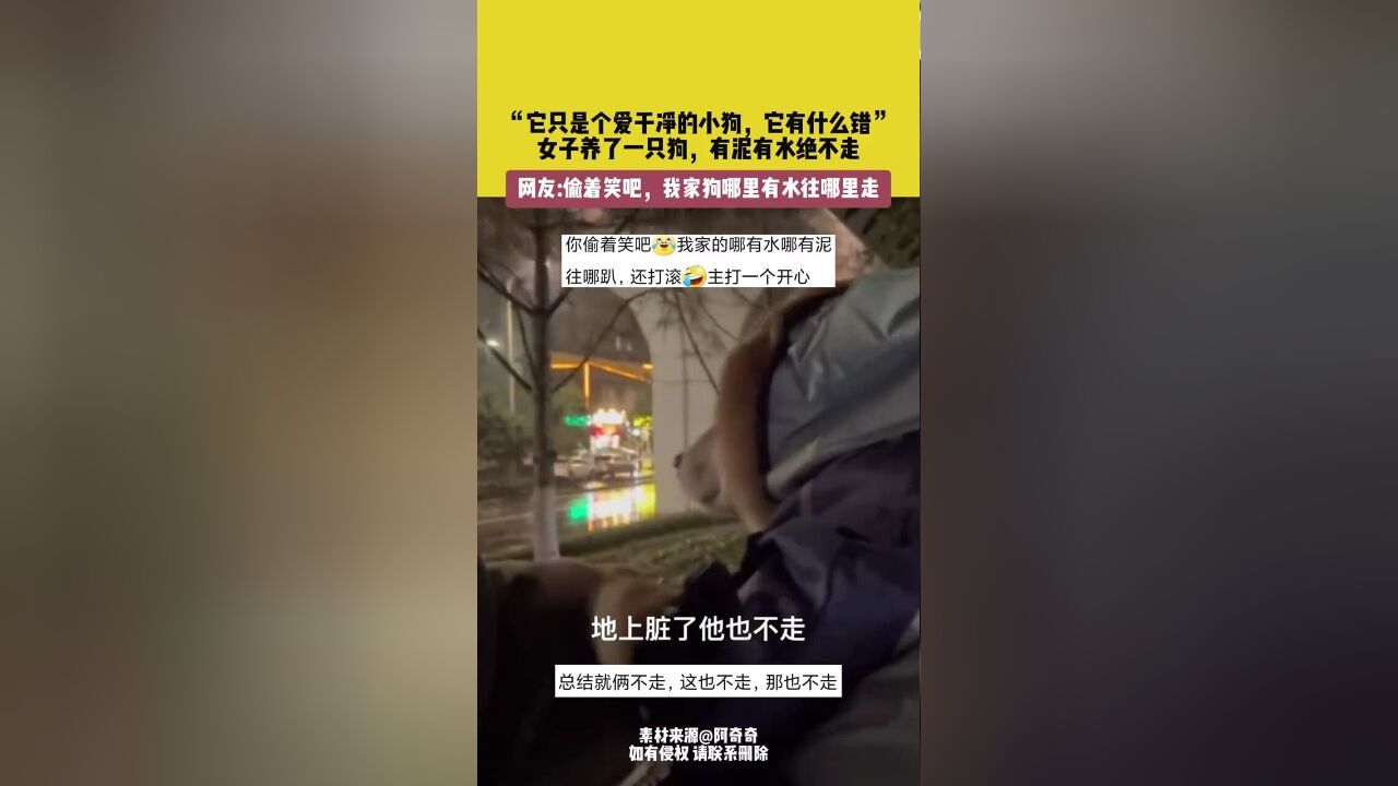 女子养了一只狗,有泥有水绝不走,网友:它是只爱干净的小狗,有什么错