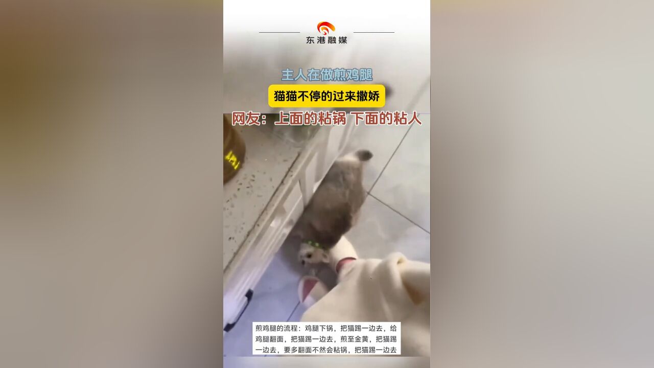 主人煎鸡腿 猫猫不停的过来撒娇 网友:上面的粘锅 下面的粘人