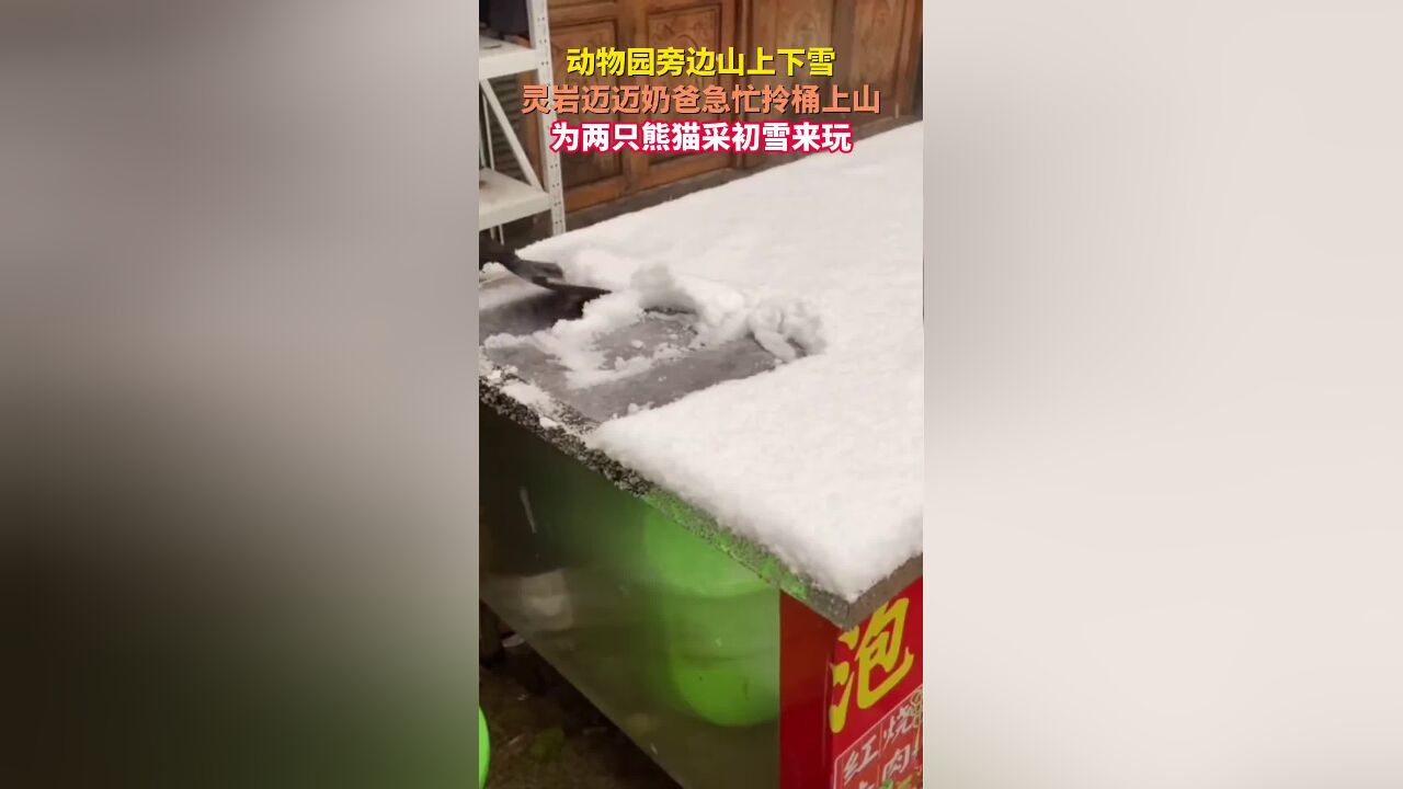 动物园旁边山上下雪,灵岩迈迈奶爸急忙拎桶上山,为两只熊猫采初雪来玩