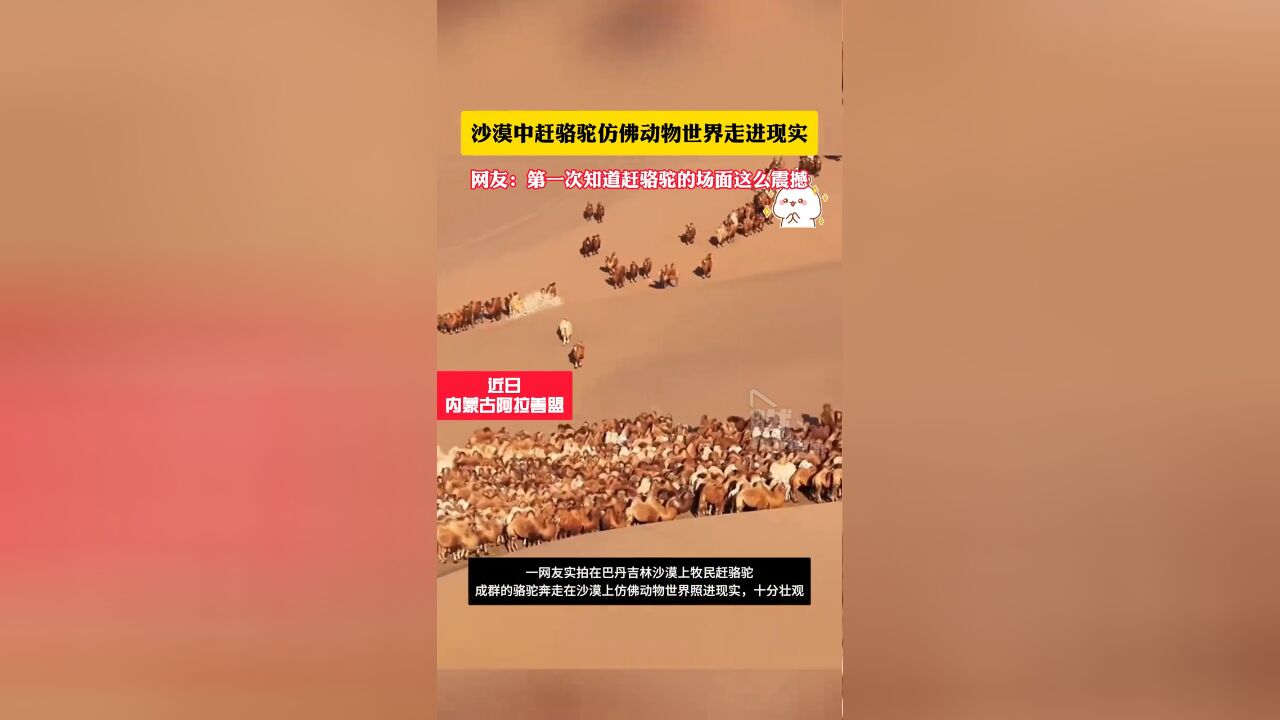 沙漠中赶骆驼仿佛动物世界走进现实