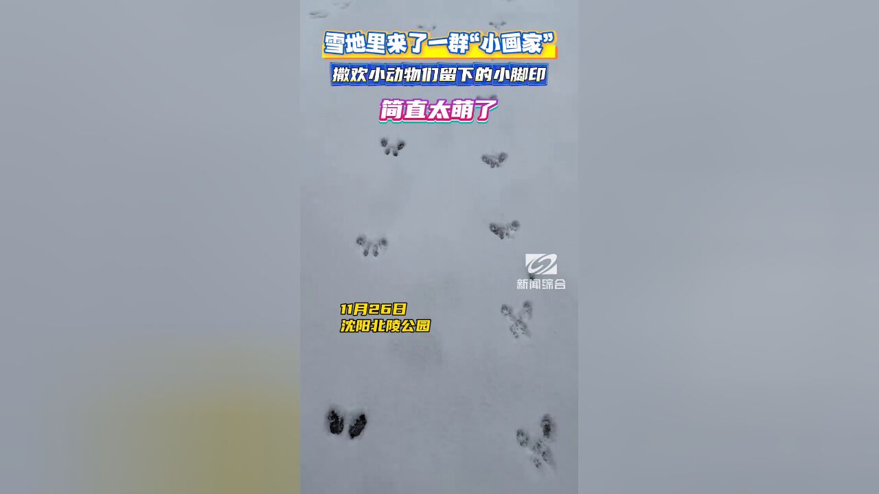 雪地里来了一群“小画家”!撒欢小动物们留下小脚印,简直太萌了