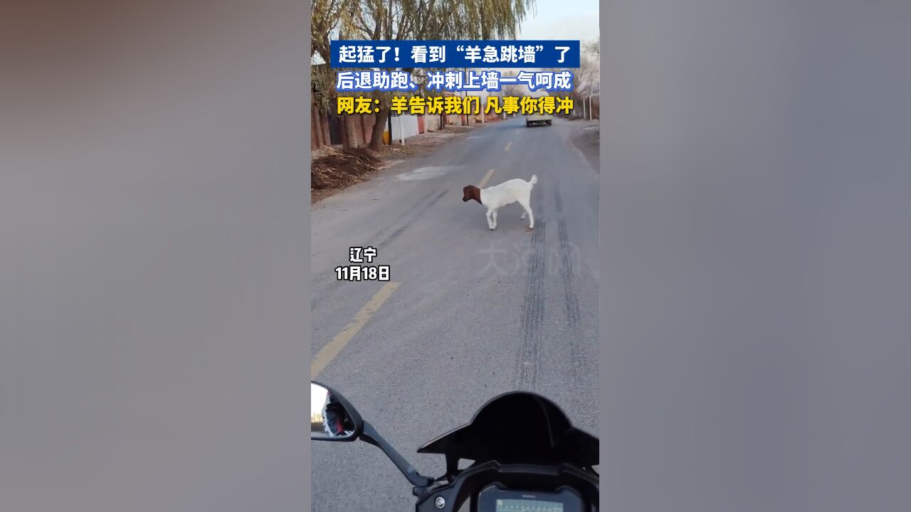 起猛了!看到“羊急跳墙”了,后退助跑、冲刺上墙一气呵成