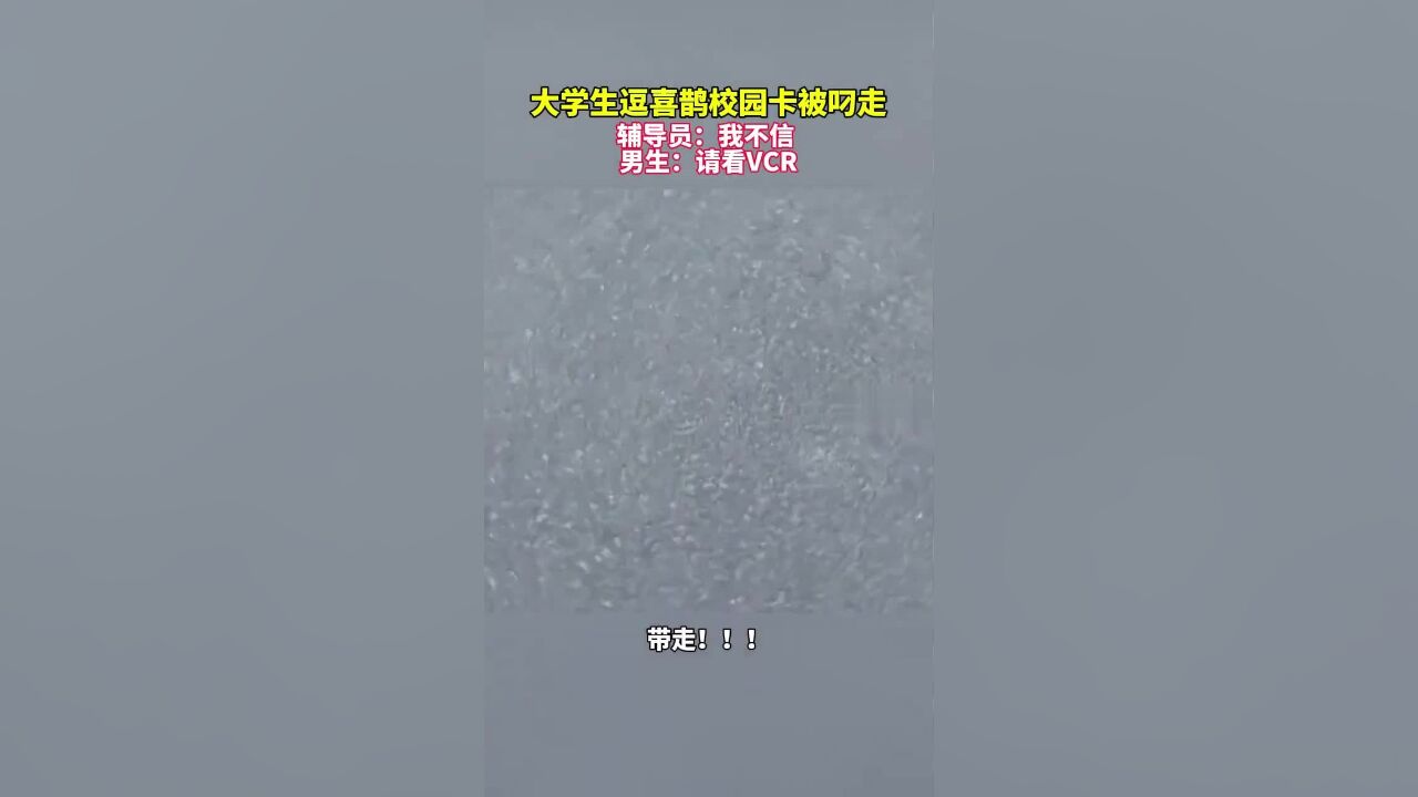 大学生逗喜鹊校园卡被叼走,辅导员:我不信.男生: 请看VCR