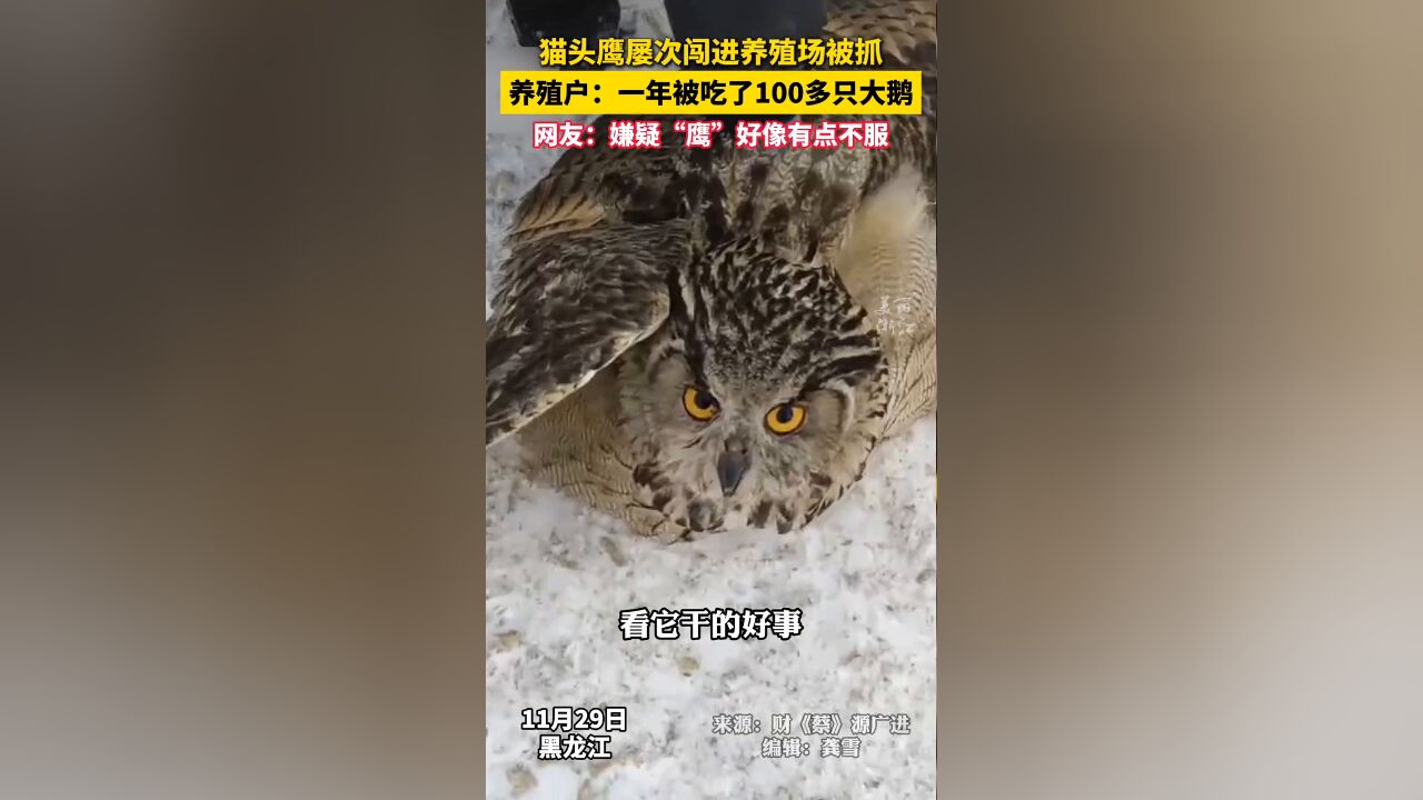 猫头鹰一年吃了养殖场100多只大鹅 ,已经被林草局带走检查